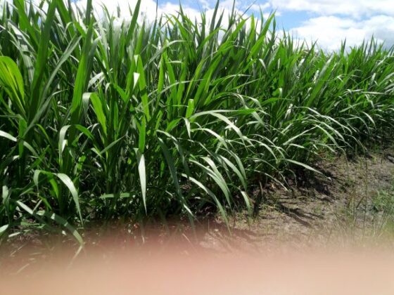 Kenya Livestock Farmers Counts On Thailands Super Napier Grass