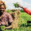 Agriculture