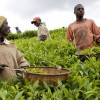 Rwanda – Smallholder Cash and Export Crops Development Project  – May 2010