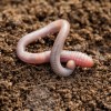 earthworm-soil