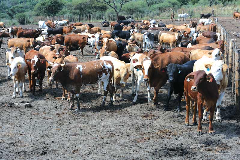 FMD in North West Province: Latest Update