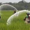 Farmers cast urea fertilizer in a rice plantation on the expropriated and now redistributed farm of El Charcote in the central state of Cojedes