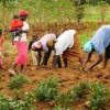 Women-in-Agriculture-Pic1