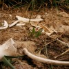 562_ms_animalbones