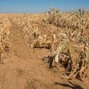 Drought