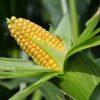 maize