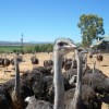 ostriches_in_oudtshoorn_spip-fb138