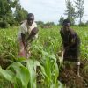 Maize-Farming