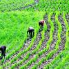 farmers_working_on_a_rice_farm_3