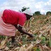 zimbabwean-farmer