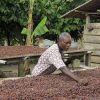 ghanacocoafarmxxx