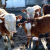 calf
