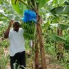 cosol-takes-us-to-the-banana-plantation-soufriere-st-lucia1152_12822270484-tpfil02aw-16824