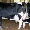 pregnant-holstein-heifers-624×327