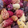 clourful-maize