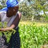 eco-farming