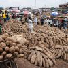 agric-nigeria_yam2