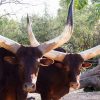 ankole-watusi-cattle-1-89507cee02e765f688ddc362b66806240023a48b-s900-c85