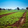 Tana River the 4th Jumuiya, Agriculture and Blue Economy Investment Conference