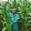 maize-2×2