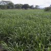 brachiaria_hybrid_01