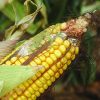 aflatoxins