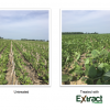 fall_extract_3_soybean