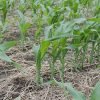 Sirrien-Field-Day-63
