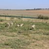 a-safe-haven-for-over-200-abandoned-and-abused-huskies-and-wolves