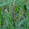 army_worms 2