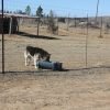 libra-baths-donated-baths-for-use-as-water-troughs