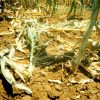 termite_damage_maizefield