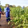 Agricultural officials spray maize plants affected by armyworms in Keembe district