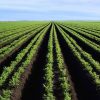 Africa-Green-media