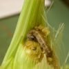fall_armyworm_lv_rh 2