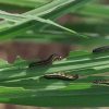 0000630602_resized_armyworms1022reuters