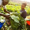 Agriculture-women-with-cabbage-or-leek-harvest-300×150@2x