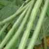 Cowpea-Pictures-1200×630