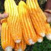 Zambia-Maize