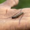 Alien armyworm