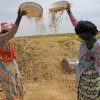 FAO2_Rice_Farmers winnow rice in Mauritania Africa_Photo cred FAO_E