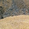Grain Temp_Tech Profile 2