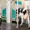 GEA Monobox Automated Milking System