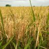 Rice_Farming_Nigeria