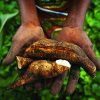 WFD_potatoes_600x400-600×400