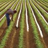 farmer