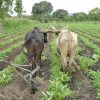 01-oxen-sweet-potato-Zambia_DSC0627