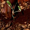 WEB_PHOTO_VEGITATION_030416