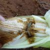 Armyb worm destroying worms