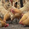 chickens-layers-W